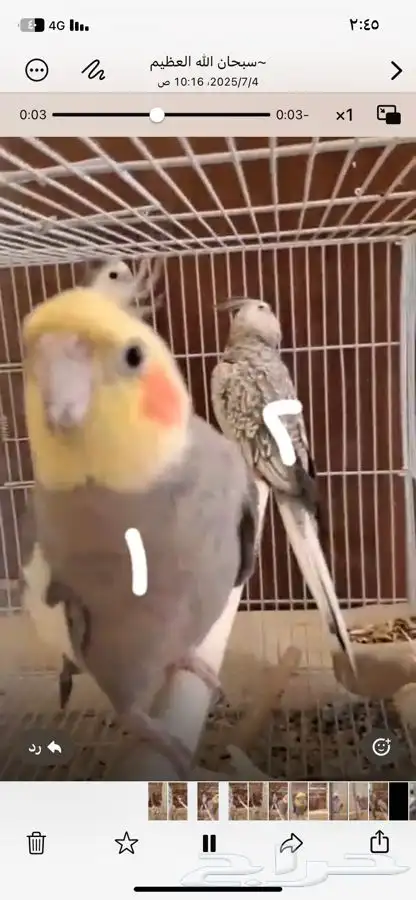 طيور كروان انثئ و3 ذكور البيع هالمنظور 0