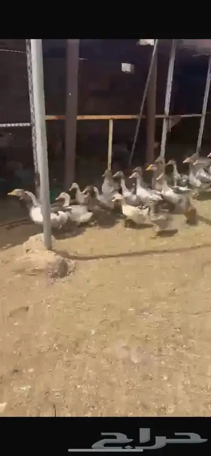 وز بلدي 2