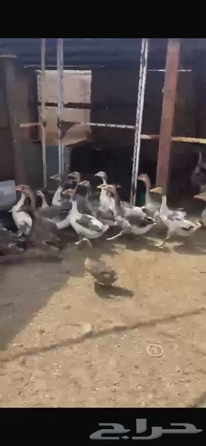 وز بلدي 1
