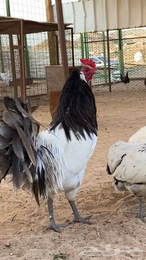 ديك لكنفيلدر الملكي 0