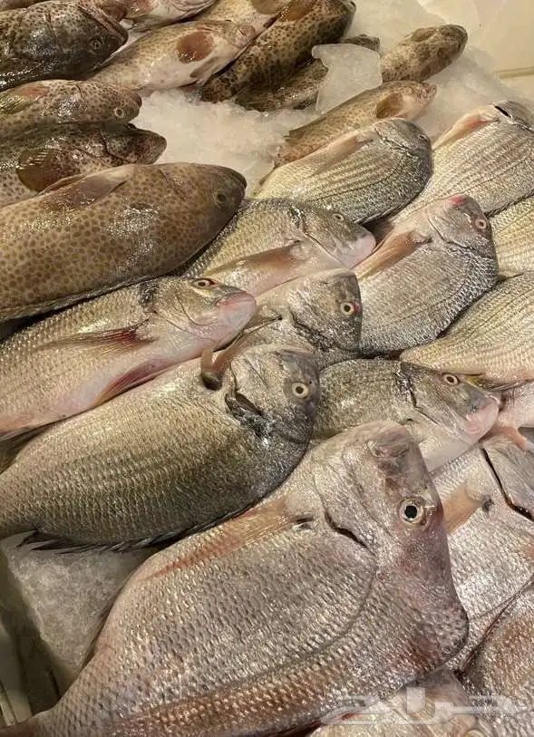للبيع سمك وروبيان 1