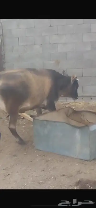 ثور جذع و حسيله للبيع 3