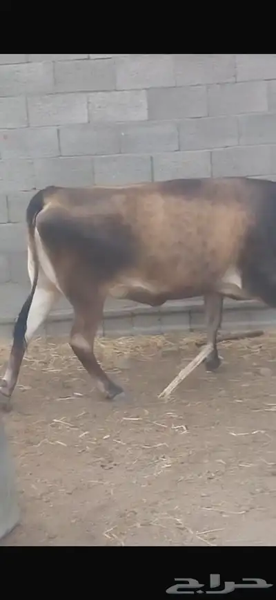 ثور جذع و حسيله للبيع 2
