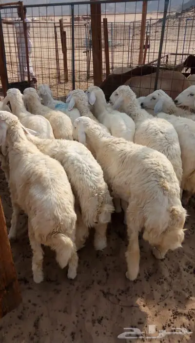 ذبائح الجزيرة.. مع التوصيل الاعلى تقييم في الموقع 5