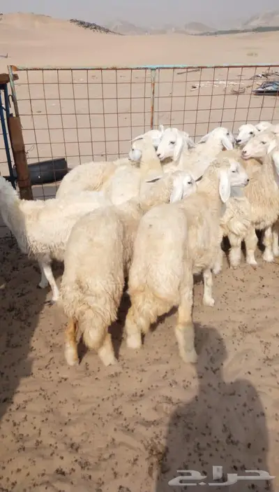 ذبائح الجزيرة.. مع التوصيل الاعلى تقييم في الموقع 7