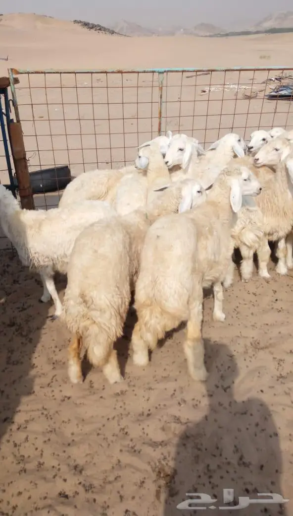 ذبائح الجزيرة.. مع التوصيل الاعلى تقييم في الموقع 7