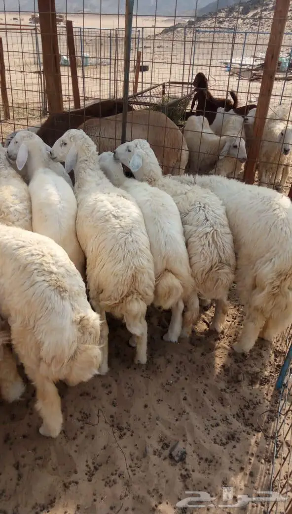 ذبائح الجزيرة.. مع التوصيل الاعلى تقييم في الموقع 4