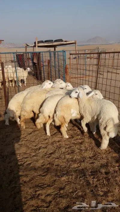 ذبائح الجزيرة.. مع التوصيل الاعلى تقييم في الموقع 15