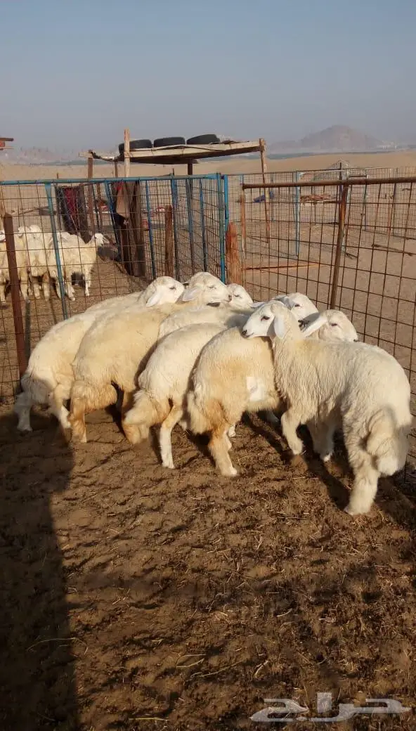 ذبائح الجزيرة.. مع التوصيل الاعلى تقييم في الموقع 15