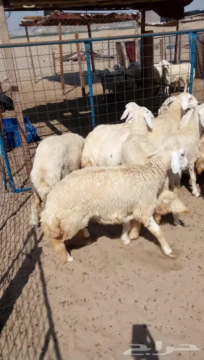 ذبائح الجزيرة.. مع التوصيل الاعلى تقييم في الموقع 9
