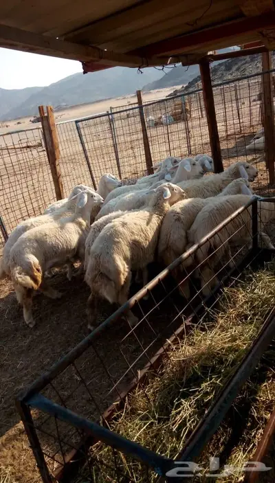 ذبائح الجزيرة.. مع التوصيل الاعلى تقييم في الموقع 27