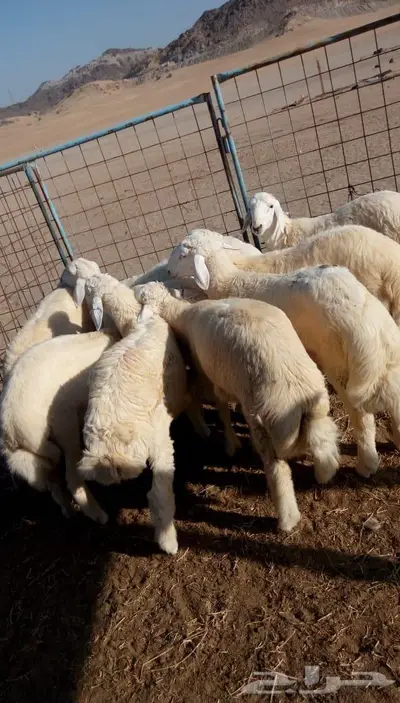 ذبائح الجزيرة.. مع التوصيل الاعلى تقييم في الموقع 19