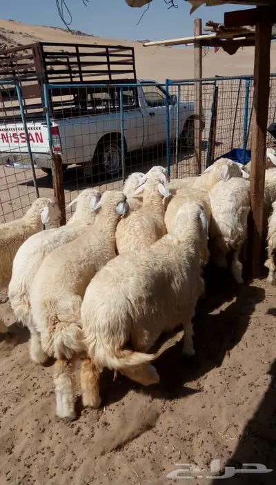 ذبائح الجزيرة.. مع التوصيل الاعلى تقييم في الموقع 10