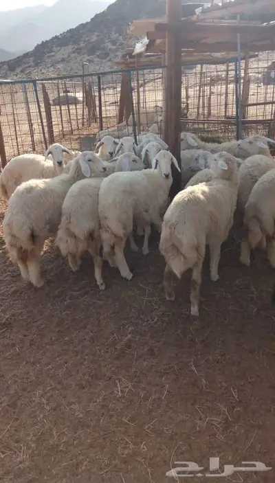 ذبائح الجزيرة.. مع التوصيل الاعلى تقييم في الموقع 28