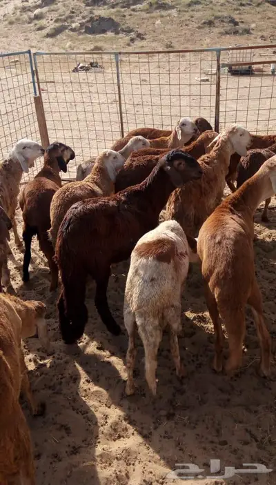 ذبائح الجزيرة.. مع التوصيل الاعلى تقييم في الموقع 45