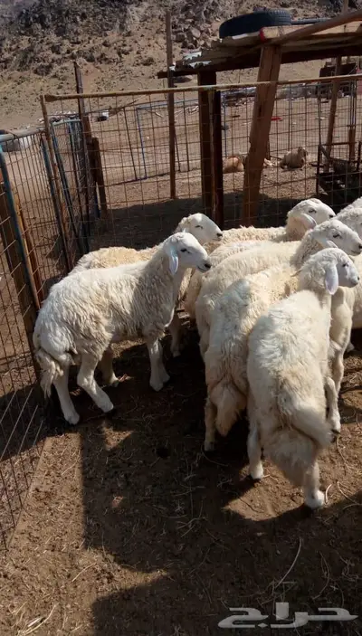 ذبائح الجزيرة.. مع التوصيل الاعلى تقييم في الموقع 32
