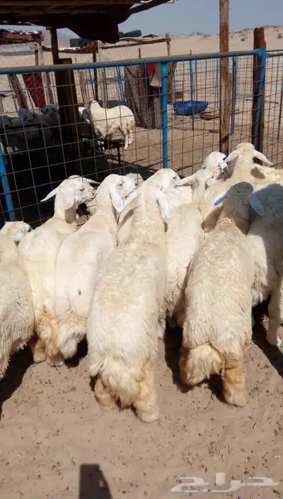 ذبائح الجزيرة.. مع التوصيل الاعلى تقييم في الموقع 8