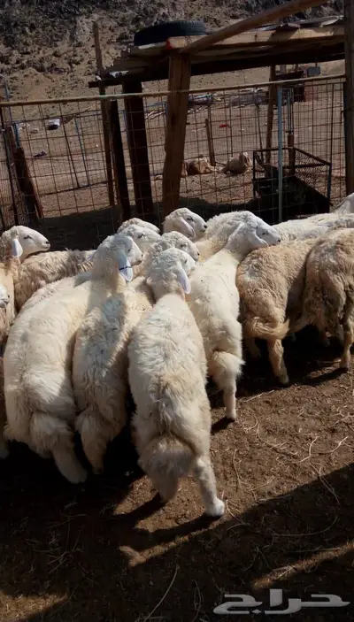 ذبائح الجزيرة.. مع التوصيل الاعلى تقييم في الموقع 31