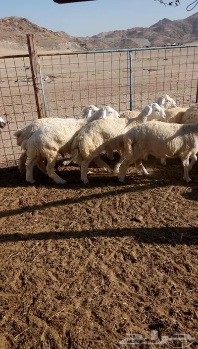 ذبائح الجزيرة.. مع التوصيل الاعلى تقييم في الموقع 41