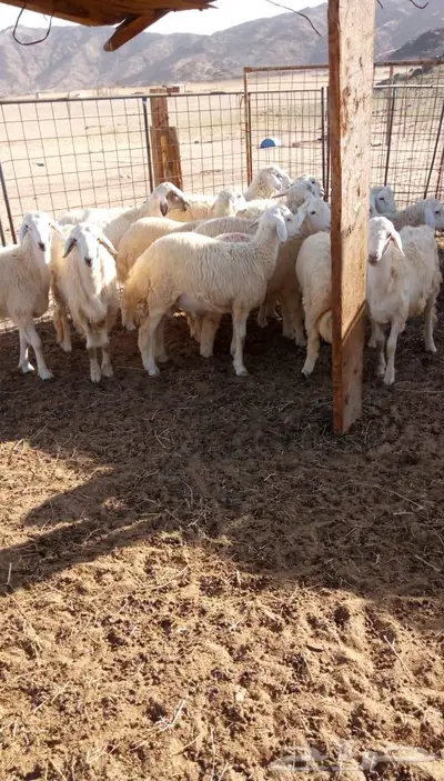 ذبائح الجزيرة.. مع التوصيل الاعلى تقييم في الموقع 44