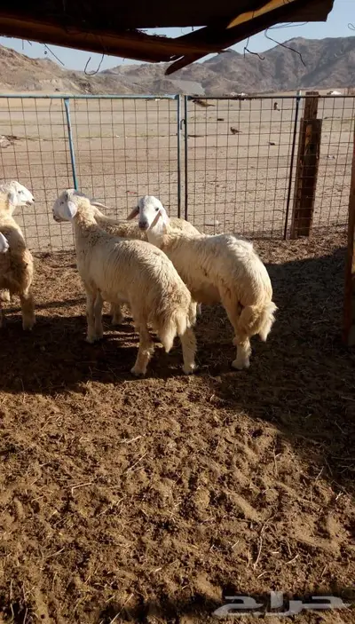 ذبائح الجزيرة.. مع التوصيل الاعلى تقييم في الموقع 43