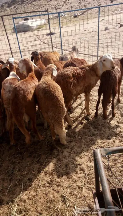 ذبائح الجزيرة.. مع التوصيل الاعلى تقييم في الموقع 46