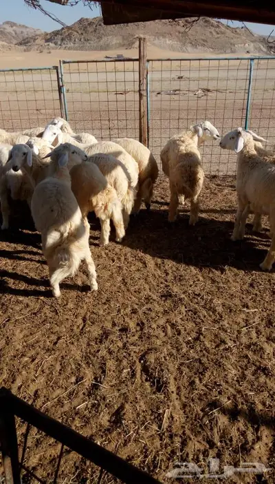 ذبائح الجزيرة.. مع التوصيل الاعلى تقييم في الموقع 42