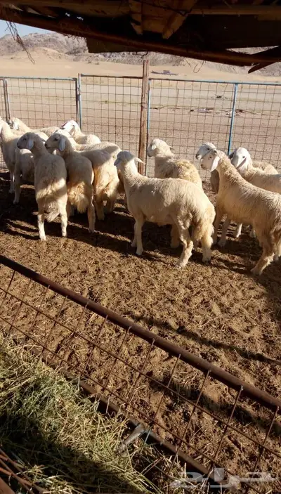 ذبائح الجزيرة.. مع التوصيل الاعلى تقييم في الموقع 39