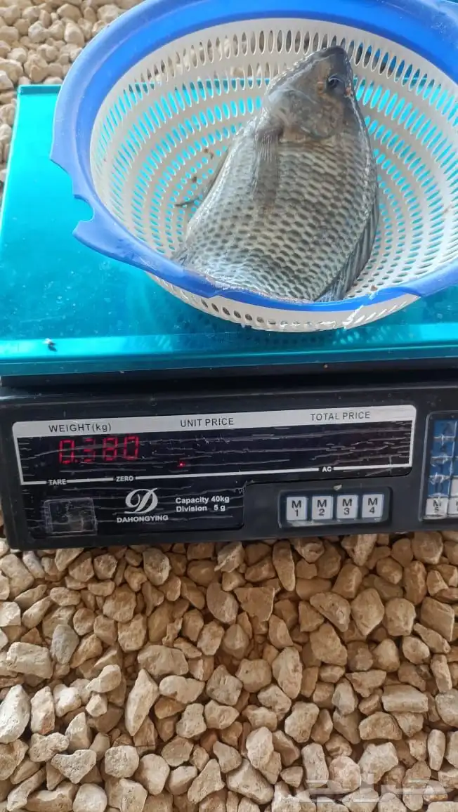 سمك بلطي الرياض 0