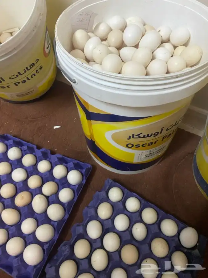 بيض بلدي للأكل 2