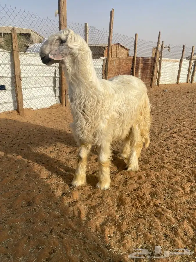خروف فاخر 1