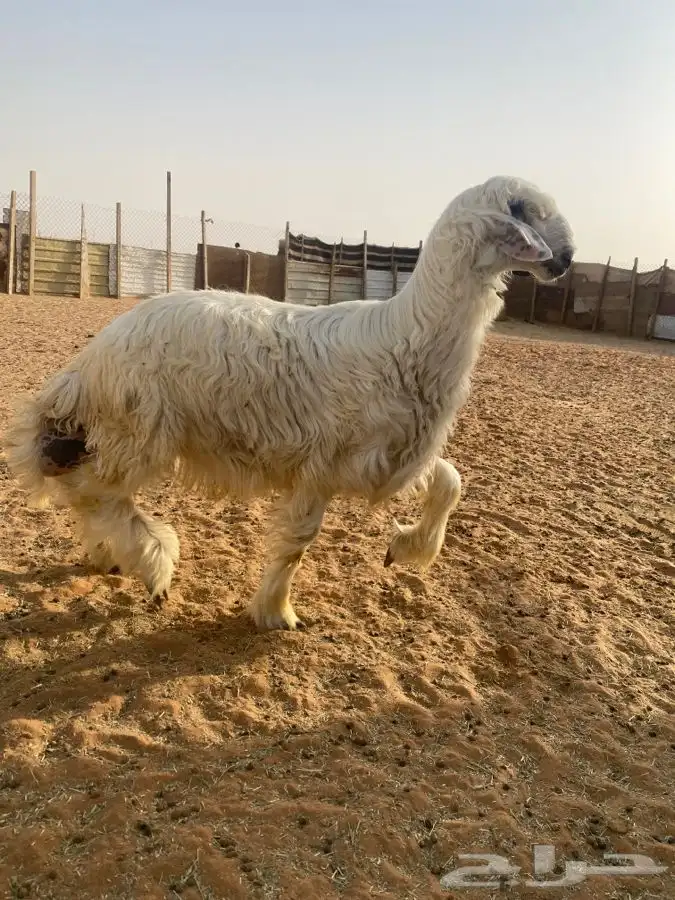 خروف فاخر 4