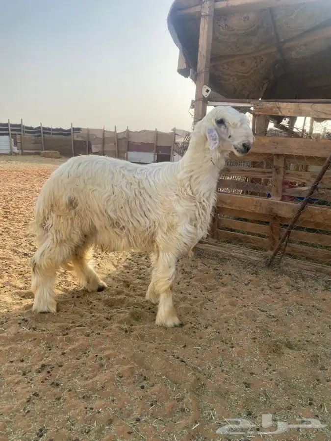 خروف فاخر 0