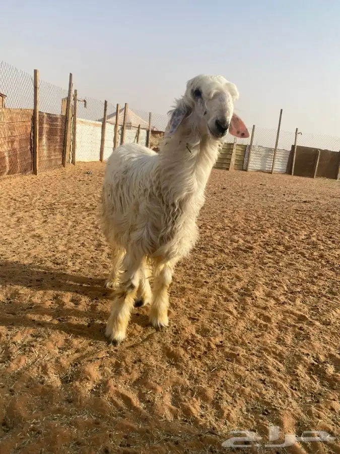خروف فاخر 2