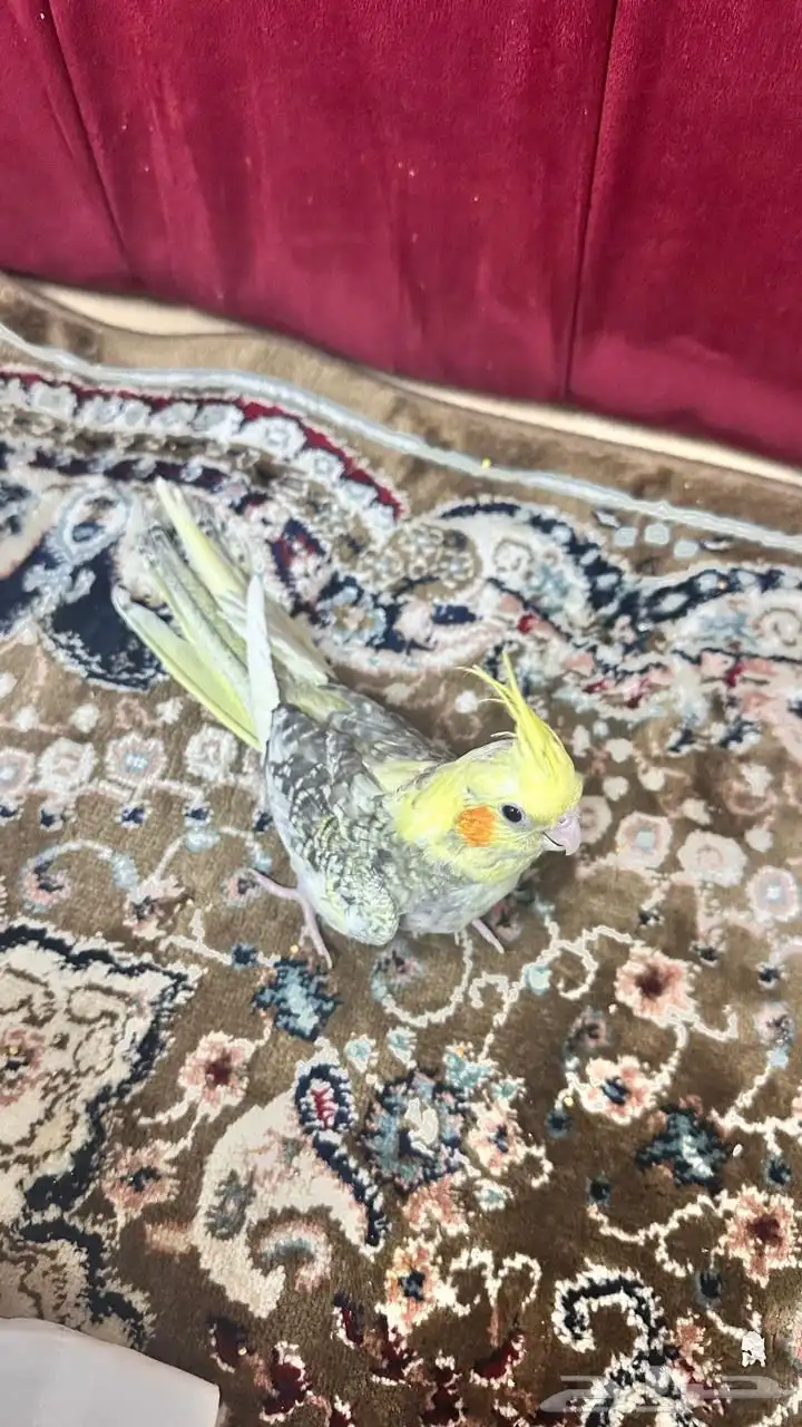 كروان 0