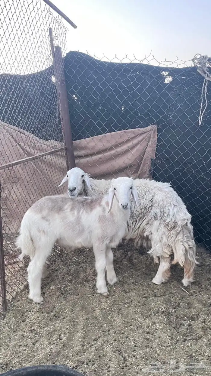 للبيع خروف و شاه حريه 0
