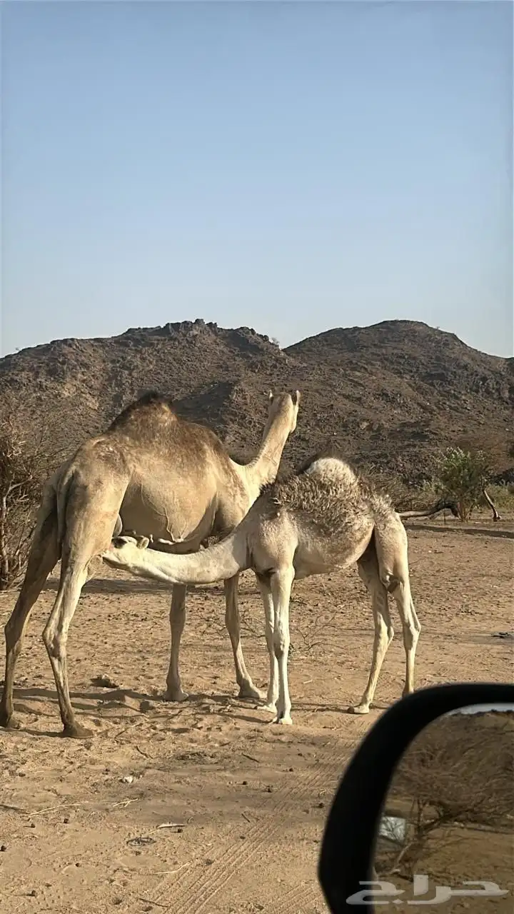 قعود 0