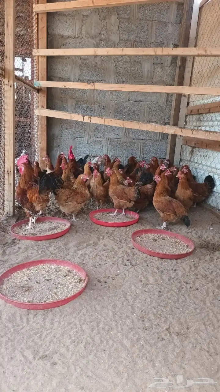 دجاج فرنسي 3