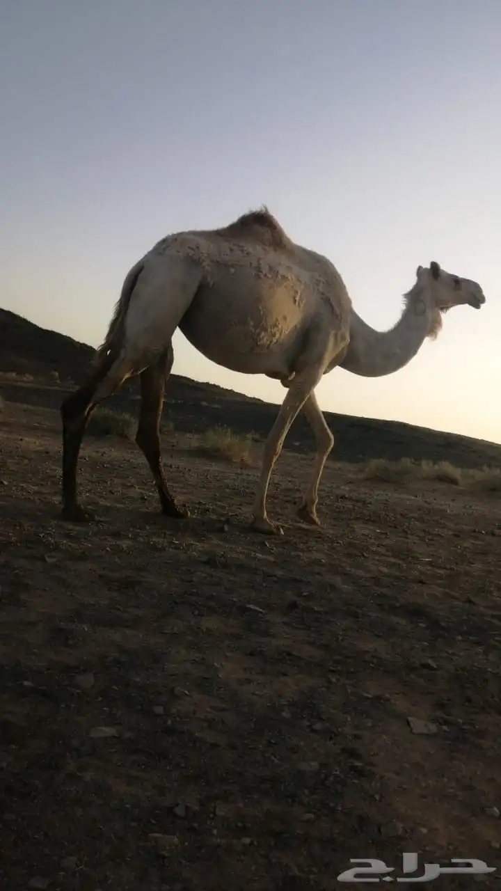 ناقه سلاله فل 1