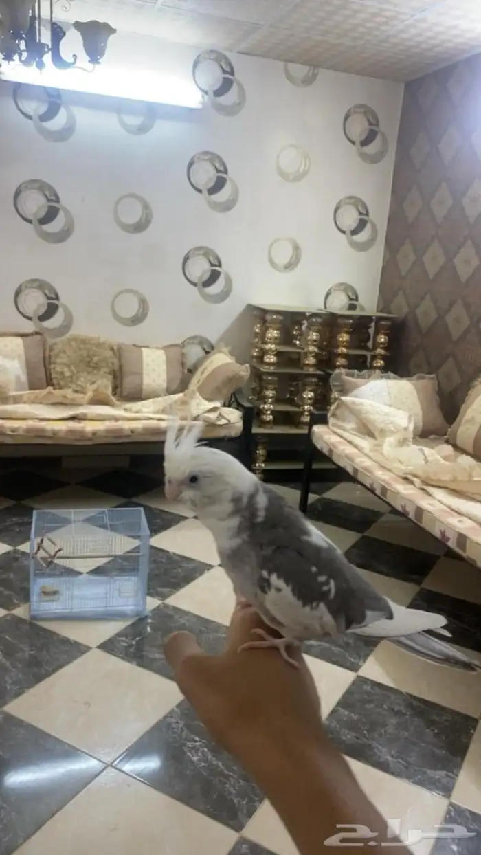 ببغاء كروان على السوم 0