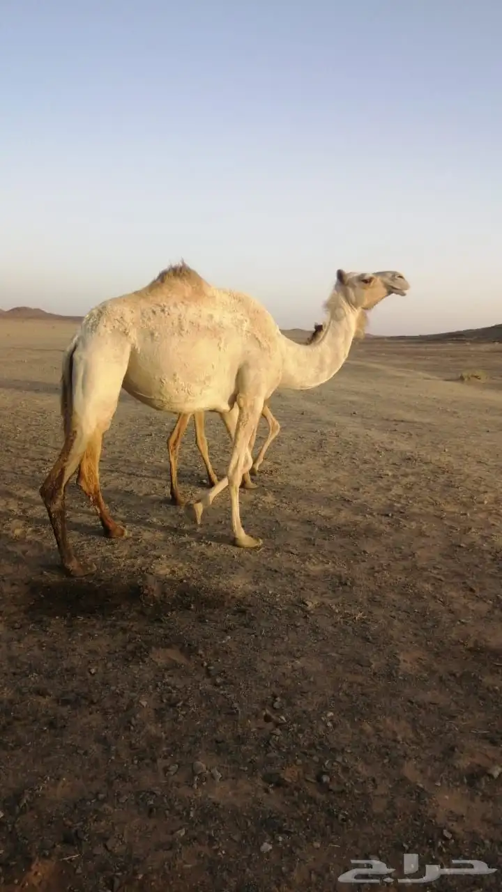 ناقه سلاله فل 0