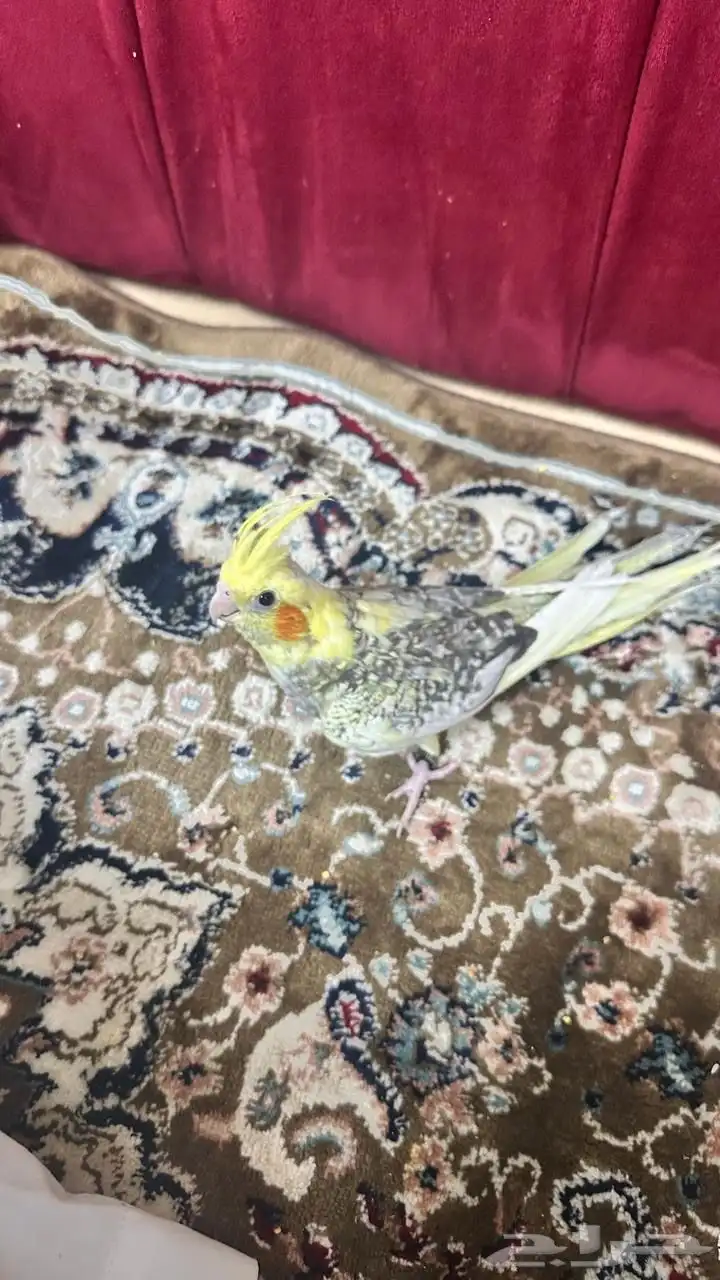 كروان 1