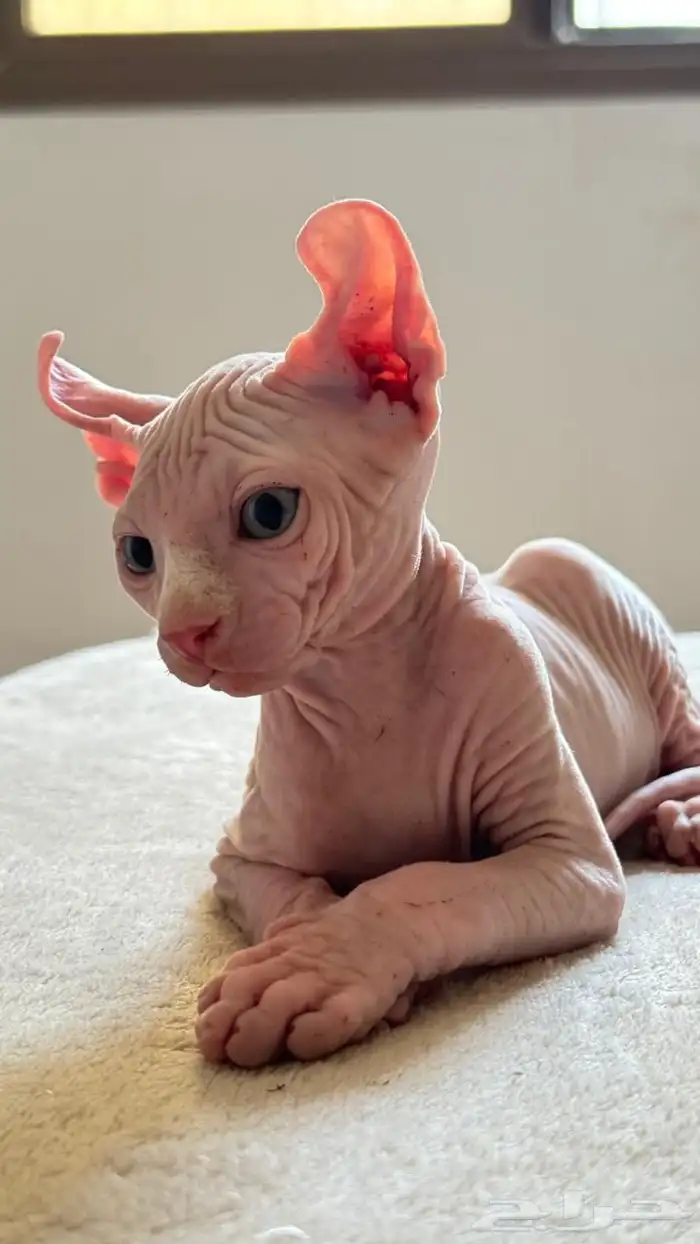 للبيع قط فرعوني sphynix ذكر 3