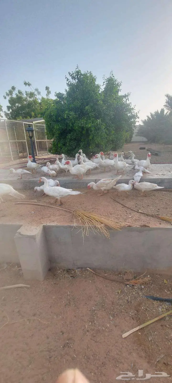 بح مسكوفي أبيض 0