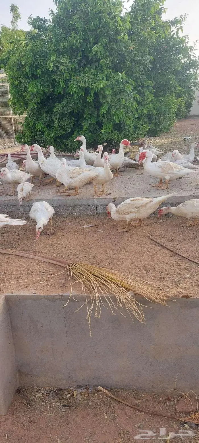 بح مسكوفي أبيض 1