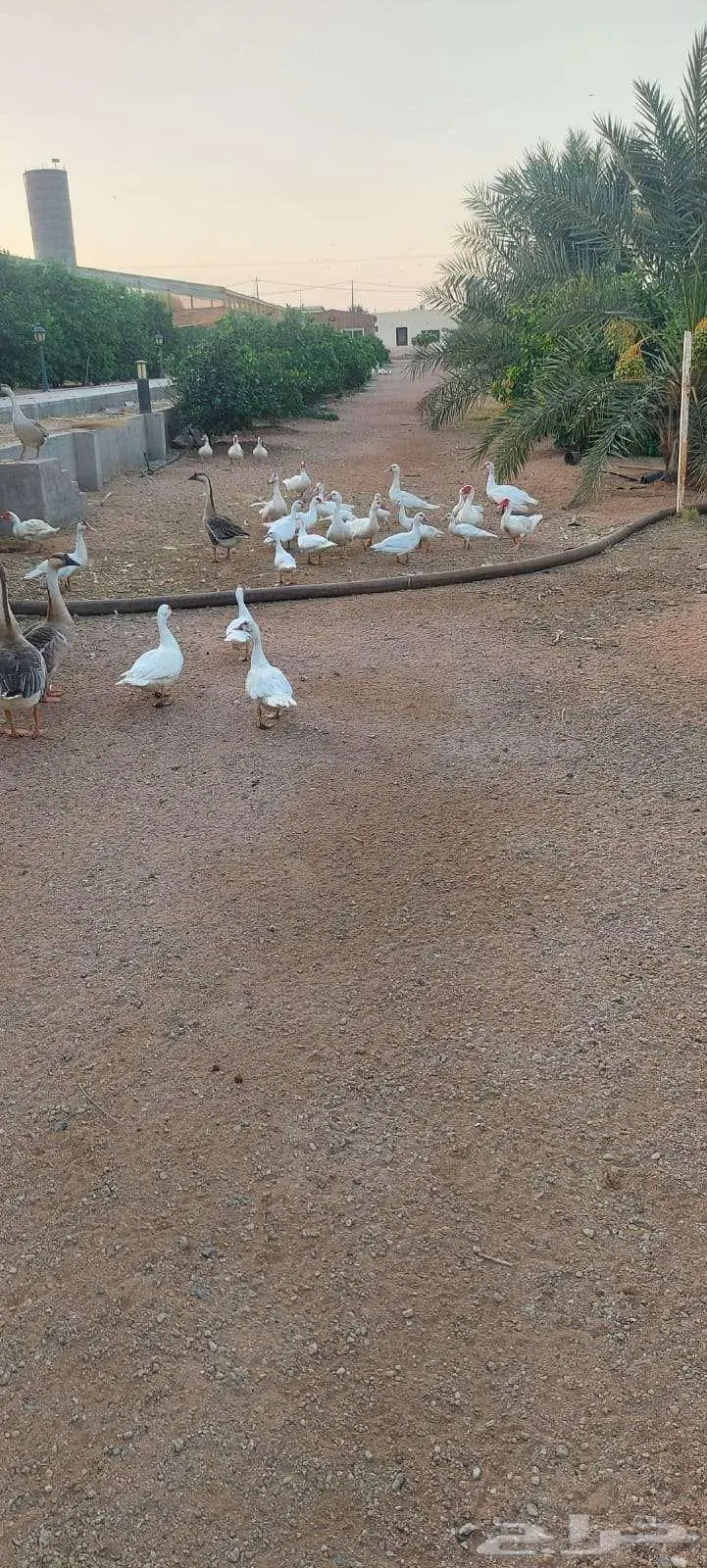 بح مسكوفي أبيض 2