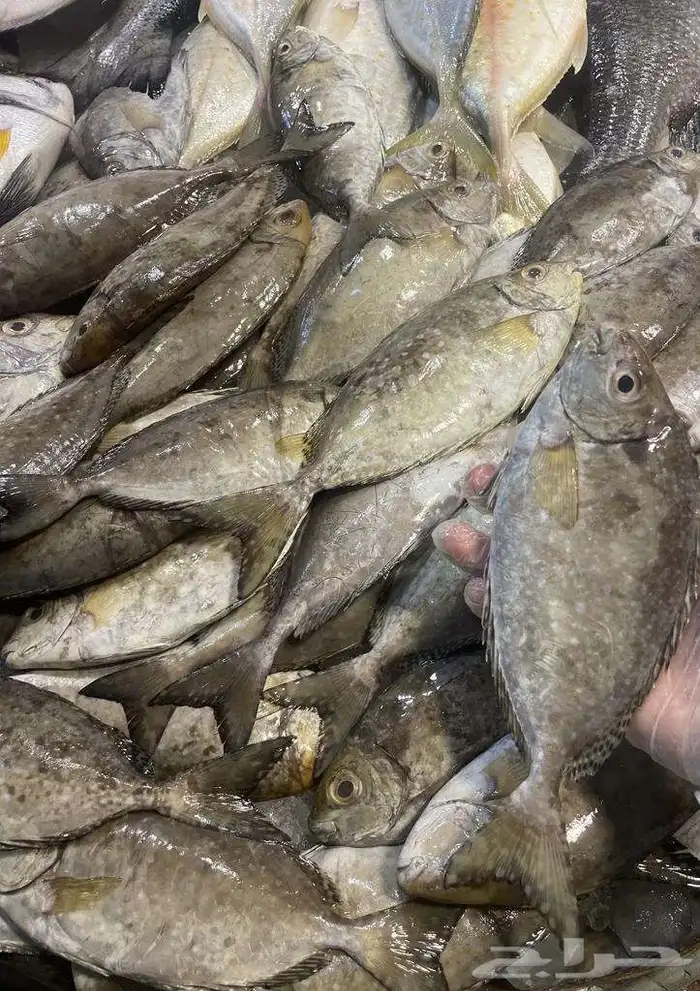 للبيع سمك وروبيان 9