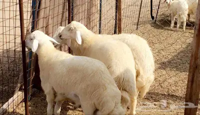 ذبائح الجزيرة.. مع التوصيل الاعلى تقييم في الموقع 33