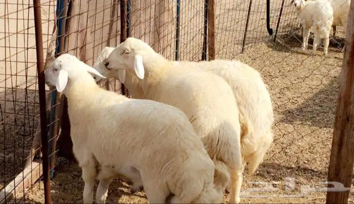 ذبائح الجزيرة.. مع التوصيل الاعلى تقييم في الموقع 33
