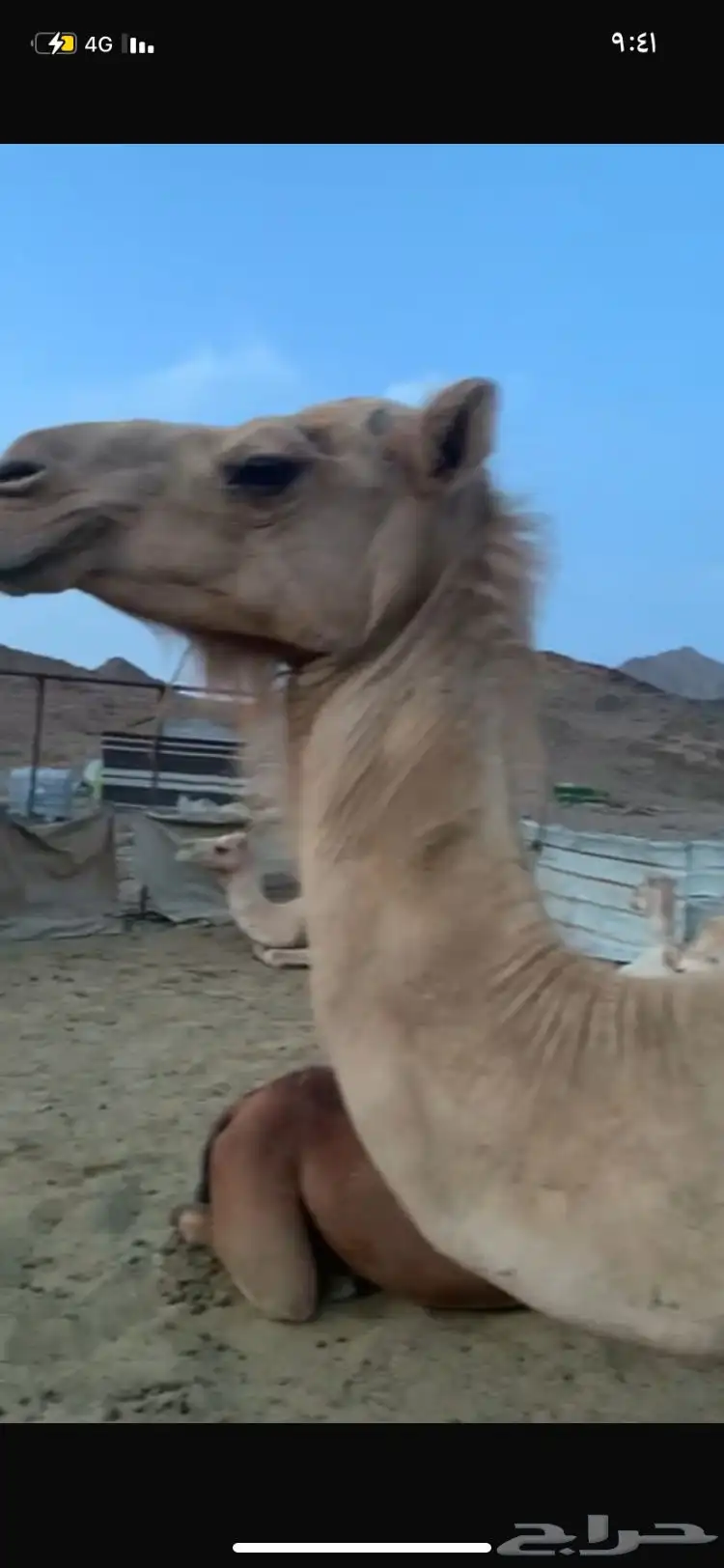 فاطر لقحه 5 شهور 1